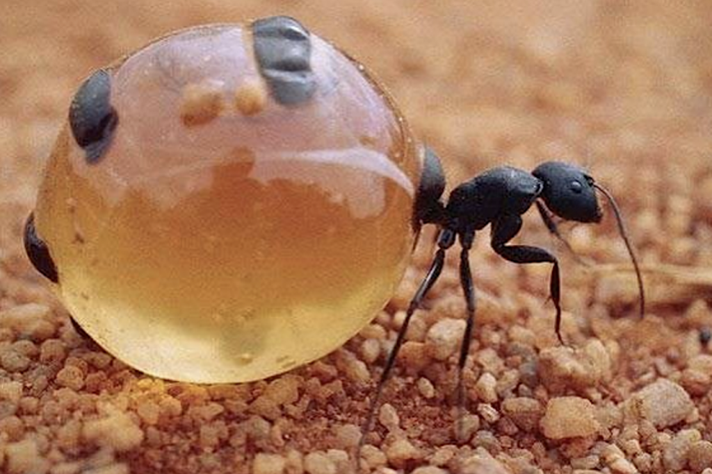 Formica-del-miele